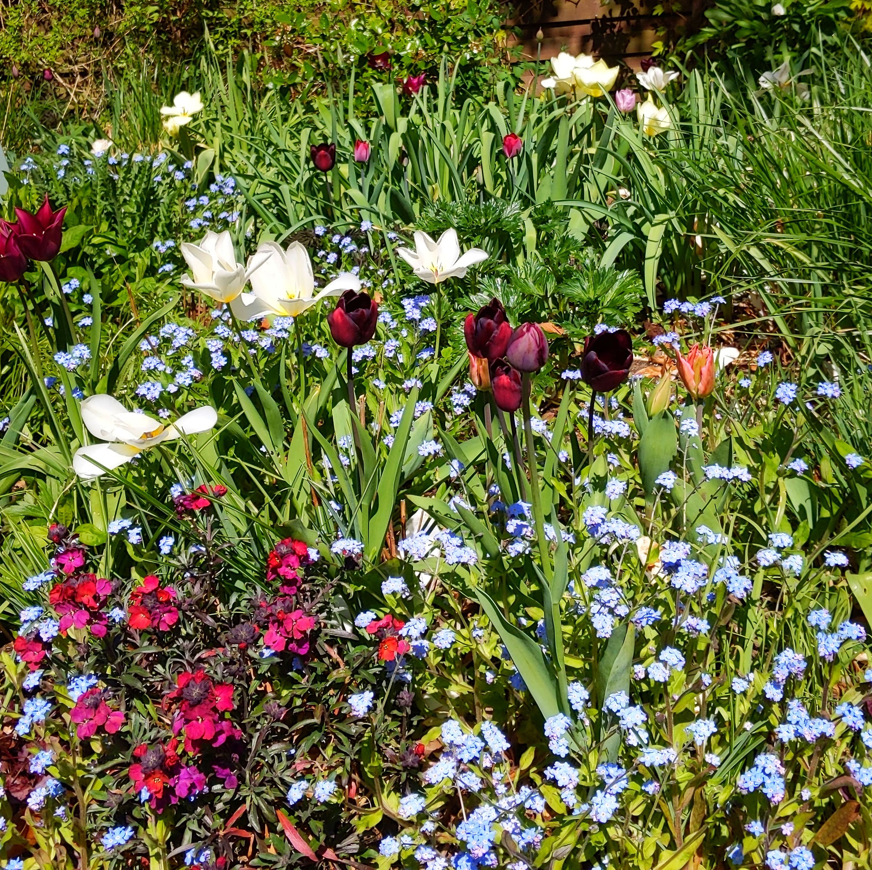 tulips and spring flowers