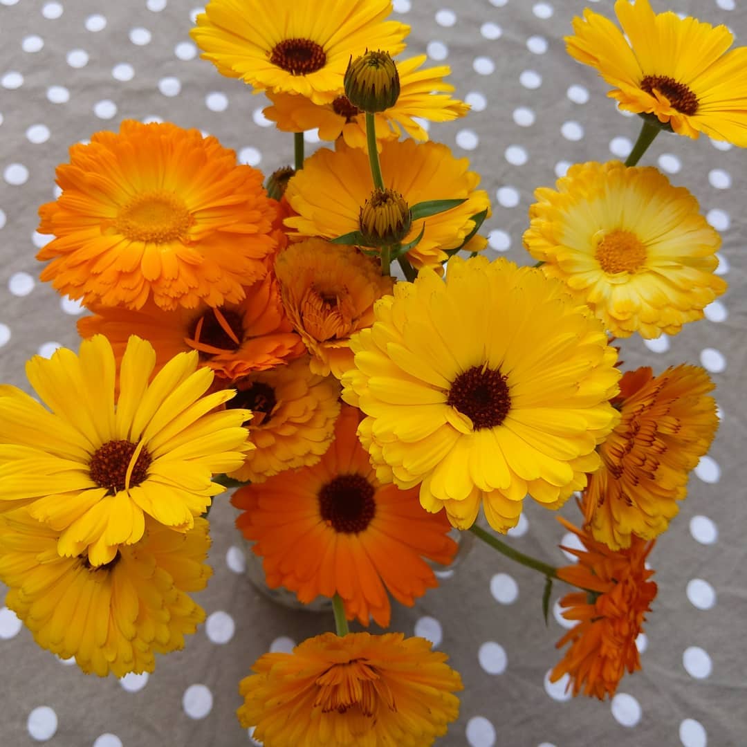 calendula flowers