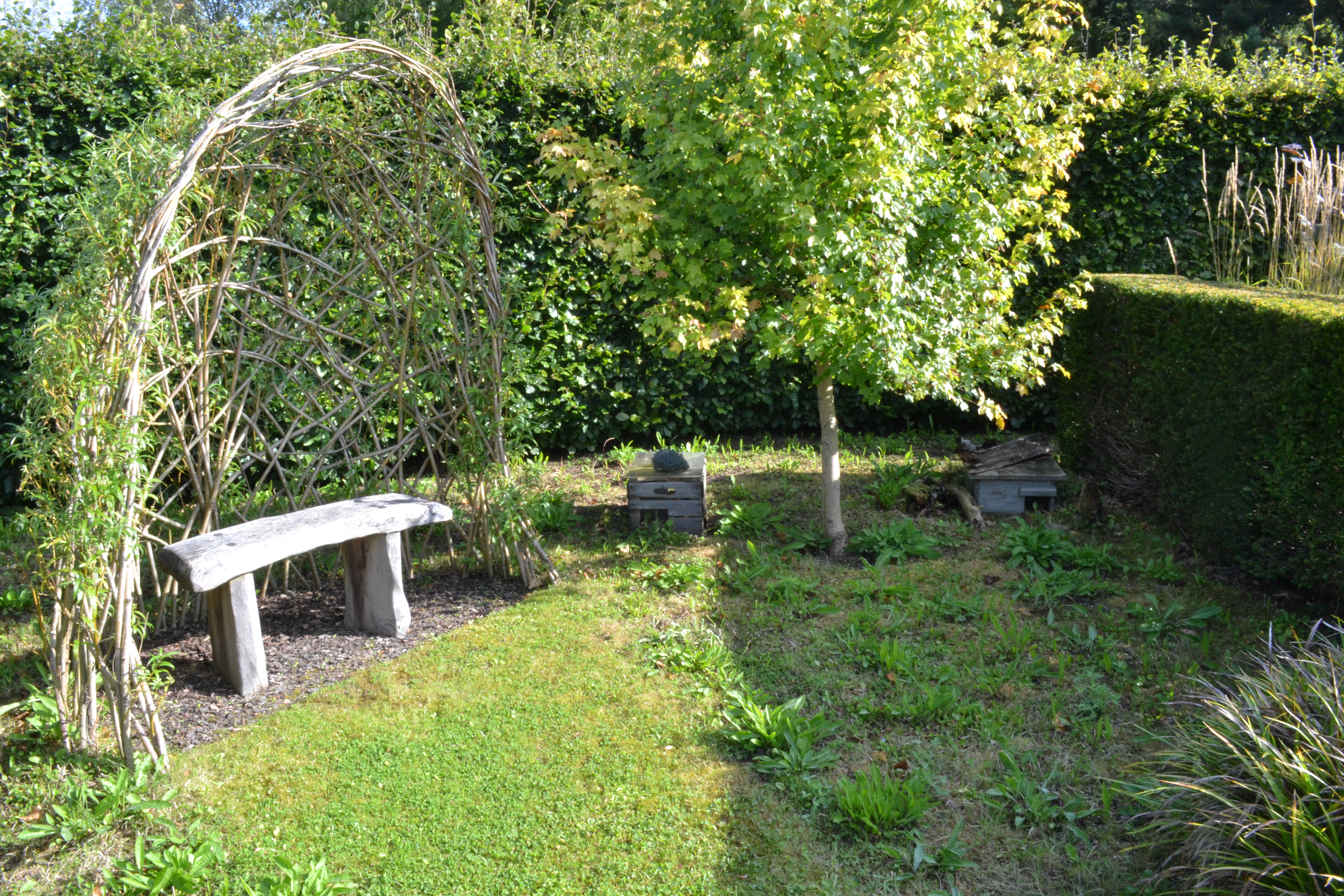 hedge in a garden