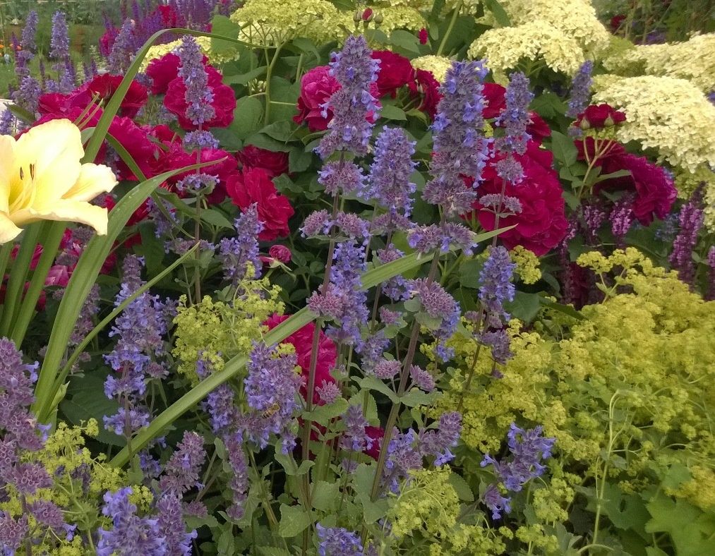 show garden flowers